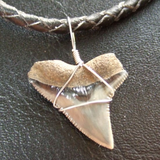 ザメの歯（化石）ペンダント【現品】 - 30174zhb