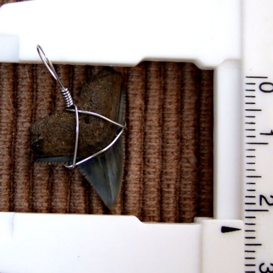 ザメの歯（化石）ペンダント【現品】 - 30174zhb