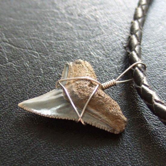 ザメの歯（化石）ペンダント【現品】 - 30174zhb