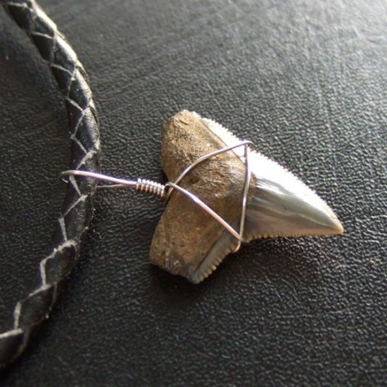 ザメの歯（化石）ペンダント【現品】 - 30174zhb