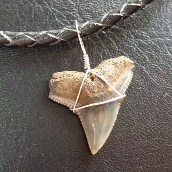 ザメの歯（化石）ペンダント【現品】 - 30174zhb