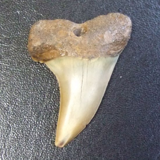 大型アオザメの歯化石 （3.7cm）【現品】 - 30191zhb