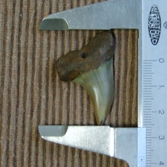 大型アオザメの歯化石 （3.7cm）【現品】 - 30191zhb