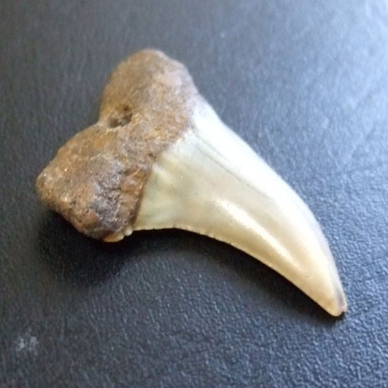 大型アオザメの歯化石 （3.7cm）【現品】 - 30191zhb