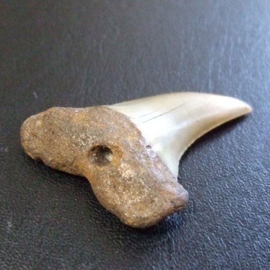 大型アオザメの歯化石 （3.7cm）【現品】 - 30191zhb