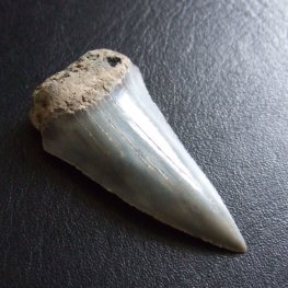 大型アオザメの歯化石 (4.2cm)【現品】 - 30200zhb  大型アオザメの歯化石 (4.2cm)【現品】 - 30200zhb