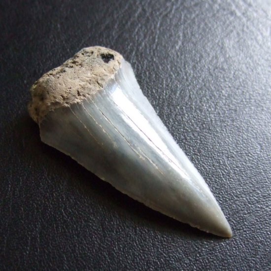 大型アオザメの歯化石 （4.2cm）【現品】 - 30200zhb