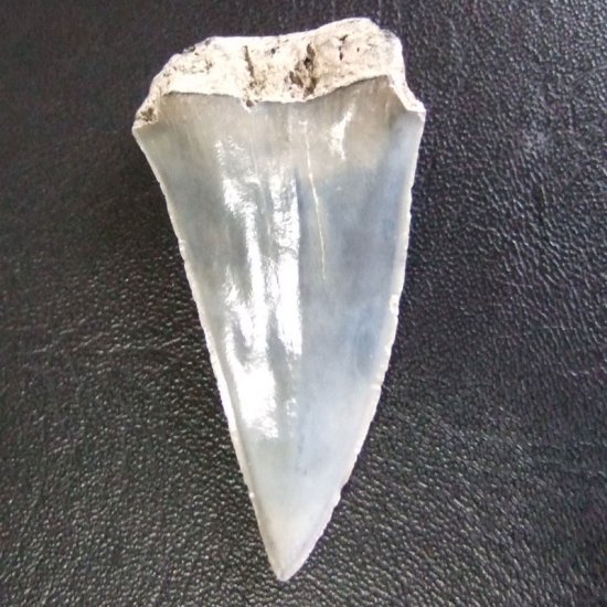 大型アオザメの歯化石 （4.2cm）【現品】 - 30200zhb