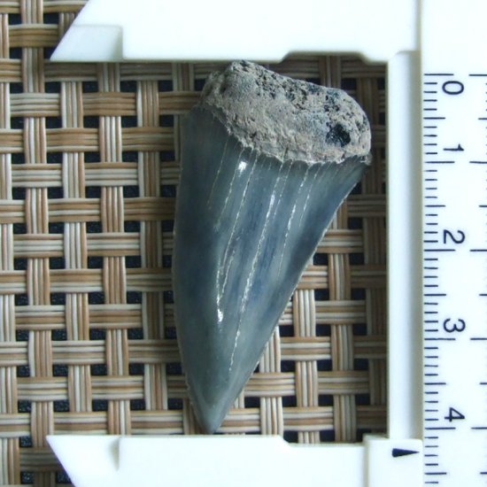 大型アオザメの歯化石 （4.2cm）【現品】 - 30200zhb