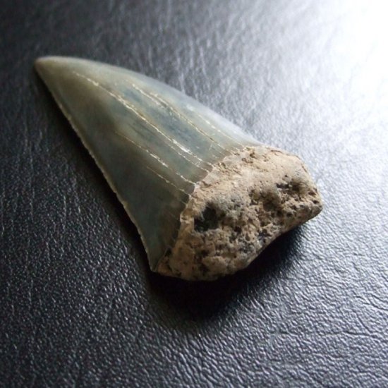 大型アオザメの歯化石 （4.2cm）【現品】 - 30200zhb