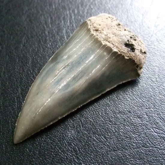 大型アオザメの歯化石 （4.2cm）【現品】 - 30200zhb