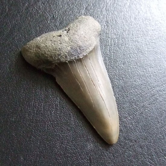 大型アオザメの歯化石 （4.6cm）【現品】 - 30201zhc