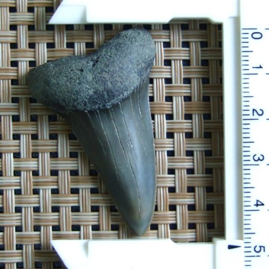 大型アオザメの歯化石 （4.6cm）【現品】 - 30201zhc