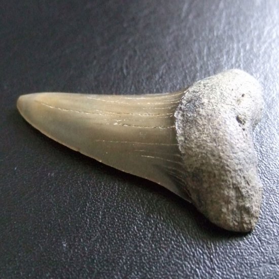 大型アオザメの歯化石 （4.6cm）【現品】 - 30201zhc