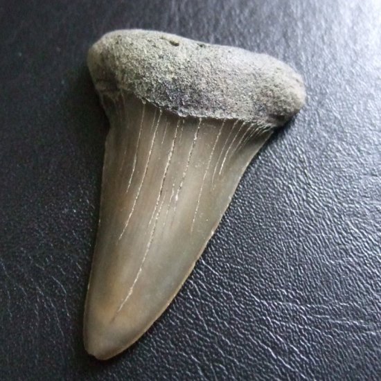 大型アオザメの歯化石 （4.6cm）【現品】 - 30201zhc