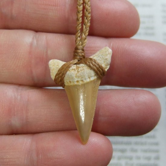サメの歯化石 ペンダント（3.1cm）【現品】 - 30207zhc