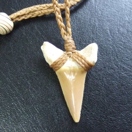 サメの歯化石 ペンダント（3.1cm）【現品】 - 30207zhc