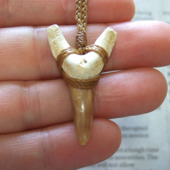 サメの歯化石 ペンダント（3.9cm）【現品】 - 30219zhb