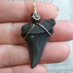 サメの歯化石 ペンダント（3.9cm）【現品】 - 30219zhb