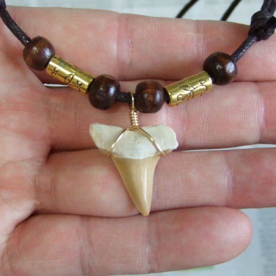 【表示現品】サメの歯化石 ペンダント（2.5cm） - 30234zhb