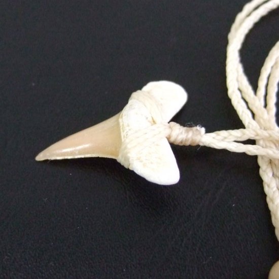 【表示現品】サメの歯化石 ペンダント - 30274zhb