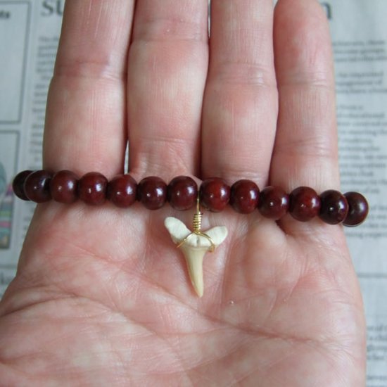 【表示現品】シロワニの仲間の歯の化石　ウッドビーズブレスレット - SFB13001