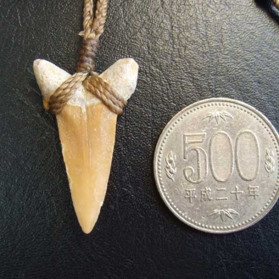 サメの歯化石 ペンダント（3.4cm）【現品】 - STF-160010