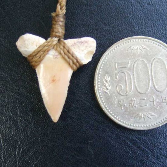 サメの歯化石 ペンダント（2.4cm）【現品】 - STF-16011