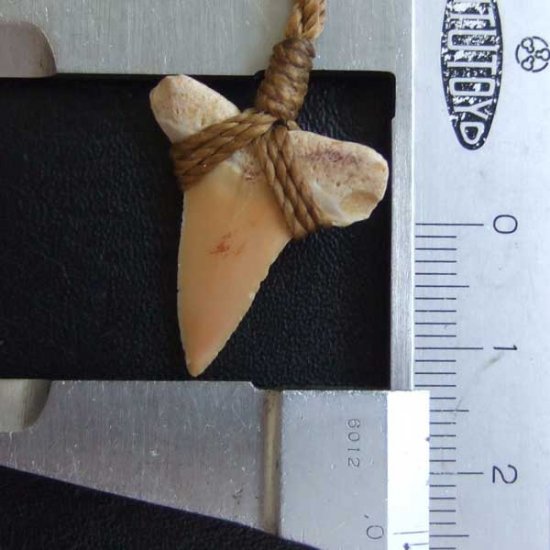 サメの歯化石 ペンダント（2.4cm）【現品】 - STF-16011