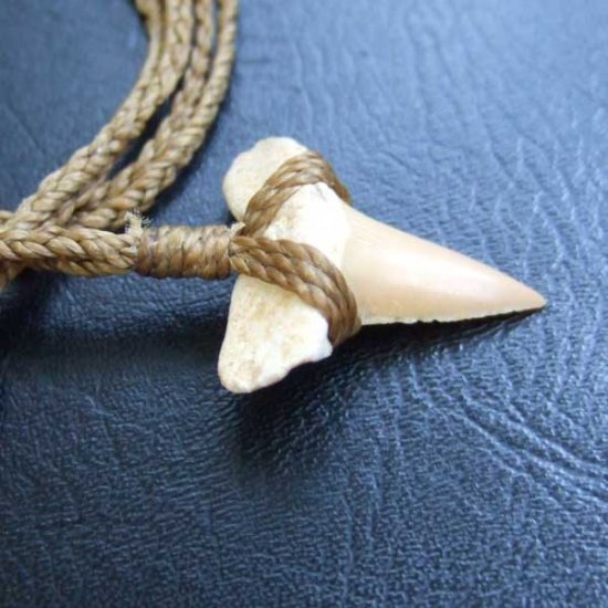 サメの歯化石 ペンダント（2.4cm）【現品】 - STF-16011