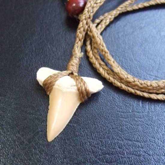 サメの歯化石 ペンダント（2.4cm）【現品】 - STF-16011