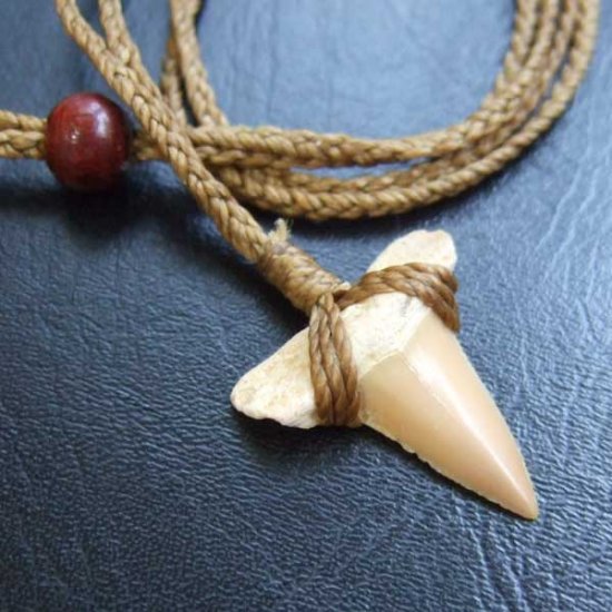 サメの歯化石 ペンダント（2.4cm）【現品】 - STF-16011