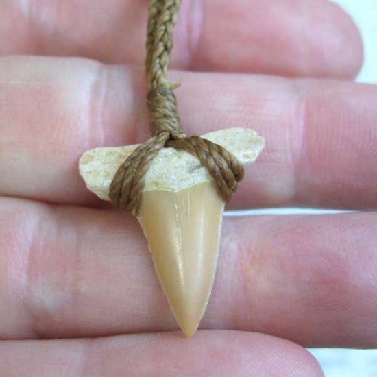 サメの歯化石 ペンダント（2.4cm）【現品】 - STF-16011