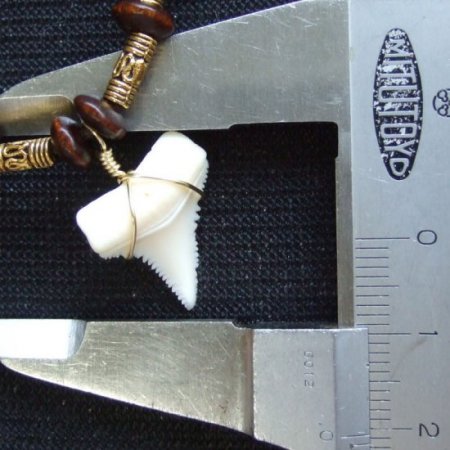 【訳あり現品】ホオジロザメの歯ネックレス 2.0 cm - 20814zhb