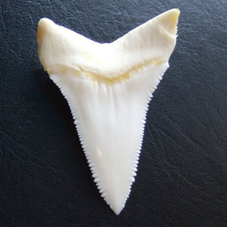 【現品レア】サメの歯 ホホジロザメ（ホオジロザメ）の歯 下あご 4.9cm - gw0307