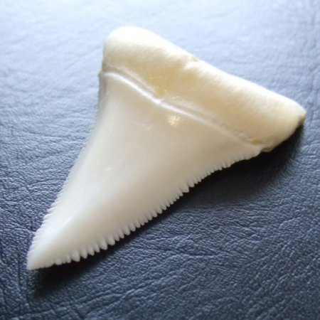 【現品レア】サメの歯 ホホジロザメ（ホオジロザメ）の歯 下あご 4.9cm - gw0307