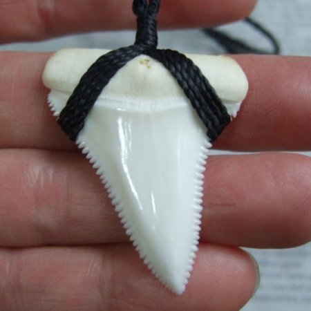 サメ の 歯 ネックレス
