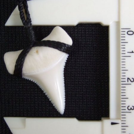 【表示現品】3.3cm 本物のホホジロザメ（ホオジロザメ） の歯ネックレス - GWP11003