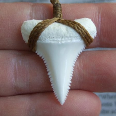 【表示現品】3.3cm 本物のホホジロザメ（ホオジロザメ） の歯ネックレス - GWP-11007