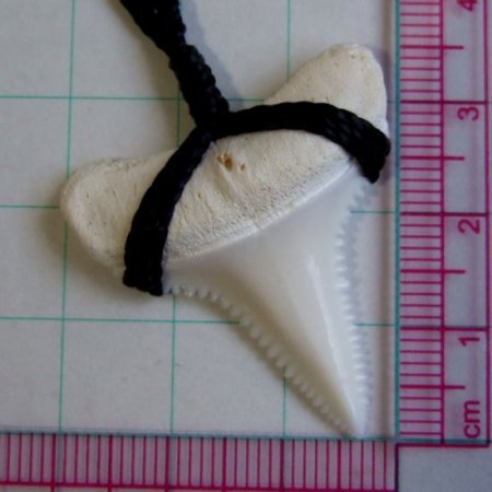 【表示現品】3.5cm 本物のホホジロザメ（ホオジロザメ） の歯ネックレス - GWP-11020