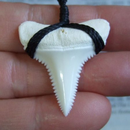 表示現品】3.5cm 本物のホホジロザメ（ホオジロザメ） の歯ネックレス ...