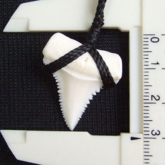 【表示現品】3.0cm 本物のホホジロザメ（ホオジロザメ） の歯ペンダント - 21195zhb