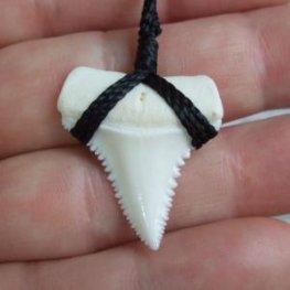 【表示現品】3.0cm 本物のホホジロザメ（ホオジロザメ） の歯ペンダント - 21195zhb