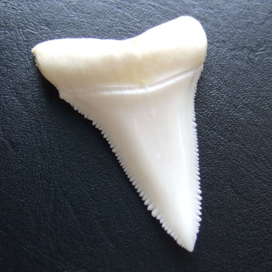 現品レア】サメの歯 ホホジロザメ（ホオジロザメ）の歯 下あご 4.9cm