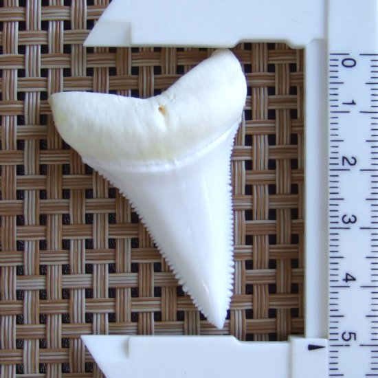 【現品レア】サメの歯 ホホジロザメ（ホオジロザメ）の歯 下あご 4.9cm - gw0307