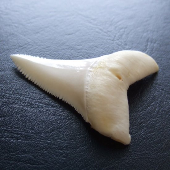【現品レア】サメの歯 ホホジロザメ（ホオジロザメ）の歯 下あご 4.9cm - gw0307