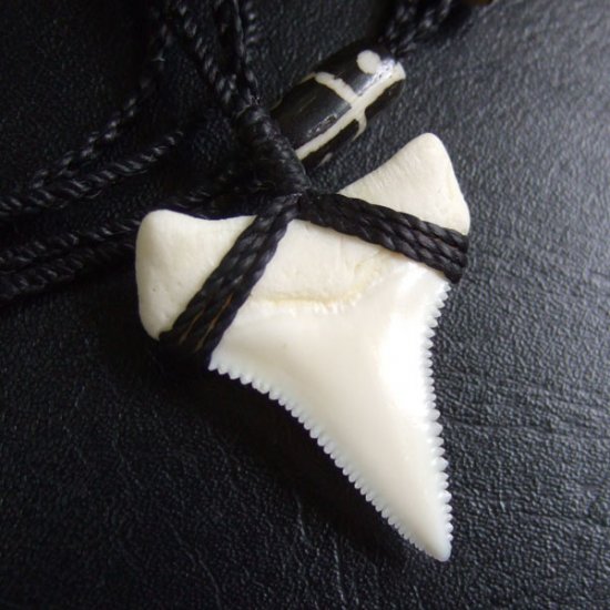 【表示現品】3.3cm 本物のホホジロザメ（ホオジロザメ） の歯ネックレス - GWP11003