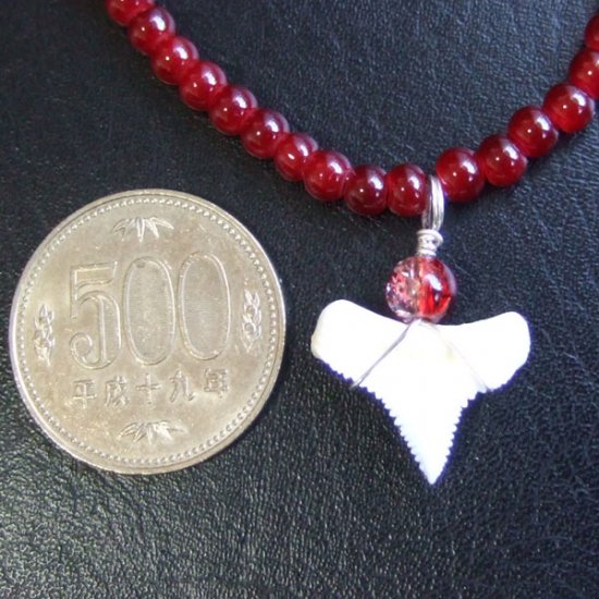 【表示現品】ホオジロザメの歯　ビーズブレスレット - GWN-15001