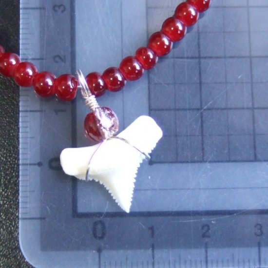 【表示現品】ホオジロザメの歯　ビーズブレスレット - GWN-15001