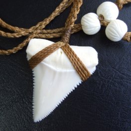 【表示現品】4.4cm 本物のホホジロザメ（ホオジロザメ） の歯ネックレス - GWP-11009